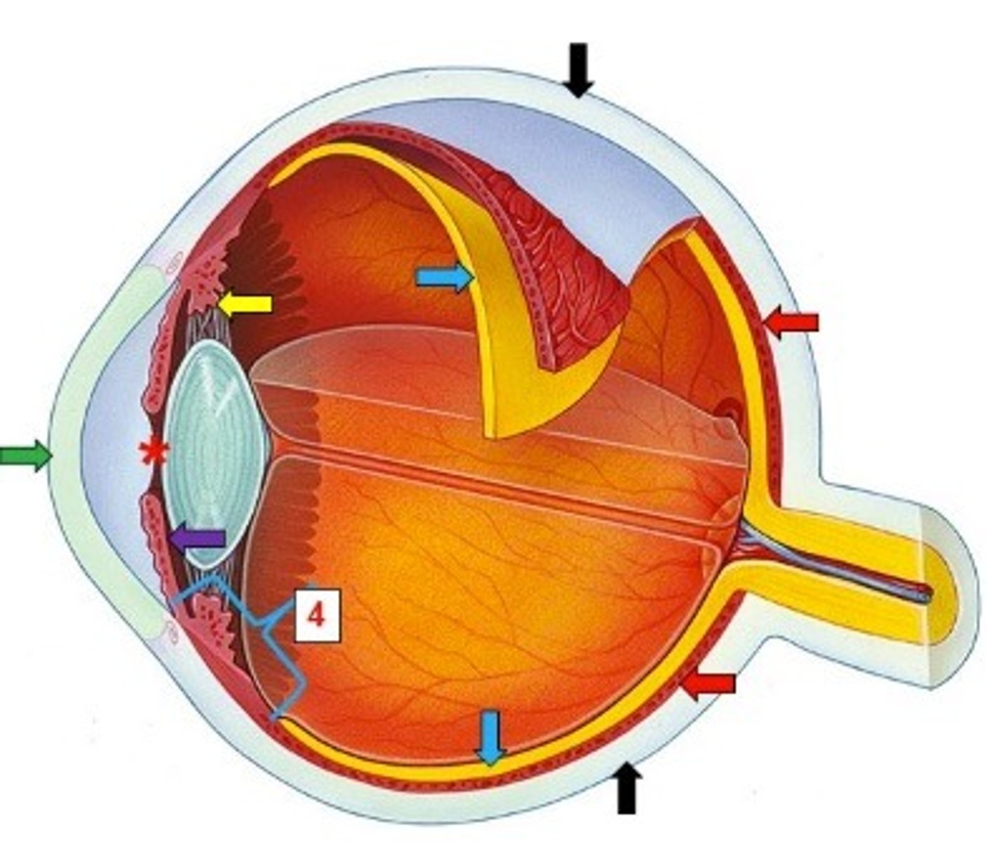 <p>Secretes aqueous humor</p>