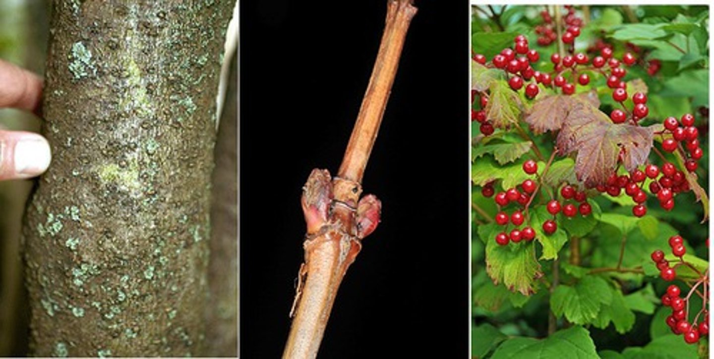 <p>Adoxaceae Viburnum trilobum</p>