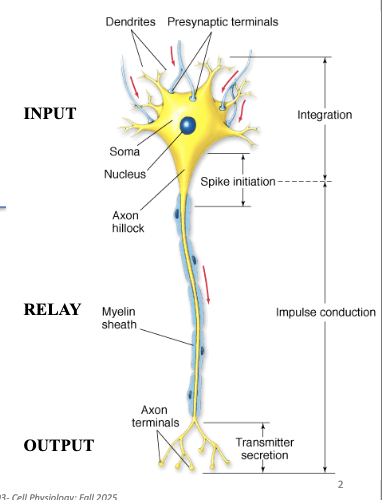 <ul><li><p><strong>Input (dendrites + cell body)</strong></p><ul><li><p>Receives signals from presynaptic neurons</p></li><li><p>Produces graded responses (graded membrane potential changes)</p></li></ul></li><li><p><strong>Relay (axon)</strong></p><ul><li><p>Functions like a cable to transmit signals long or short distances</p></li><li><p>Propagates action potentials efficiently + reliably</p></li></ul></li><li><p><strong>Output (axon terminals)</strong></p><ul><li><p>Passes info to target cells (neuron, muscle, etc.)</p></li><li><p>Message can be electrical or chemical</p></li></ul></li></ul><p></p>