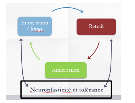 <ul><li><p>Voir image </p></li><li><p>Tous ces éléments causent neuroplasticité et tolérance</p><ul><li><p>Quand on introduit ou fait qqch de pas naturel, on adapte le cerveau pour retrouver l’équilibre, donc l’équilibre est changé</p></li></ul></li></ul><p></p>