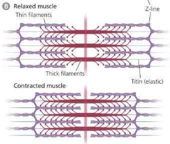 <ul><li><p>Contraction of the muscle increases the overlap of actin and myosin filaments with muscle fibers</p></li><li><p>As they slide past each other, the muscle shortens</p></li><li><p>Distance between the z-lines shorten</p></li></ul><p></p>
