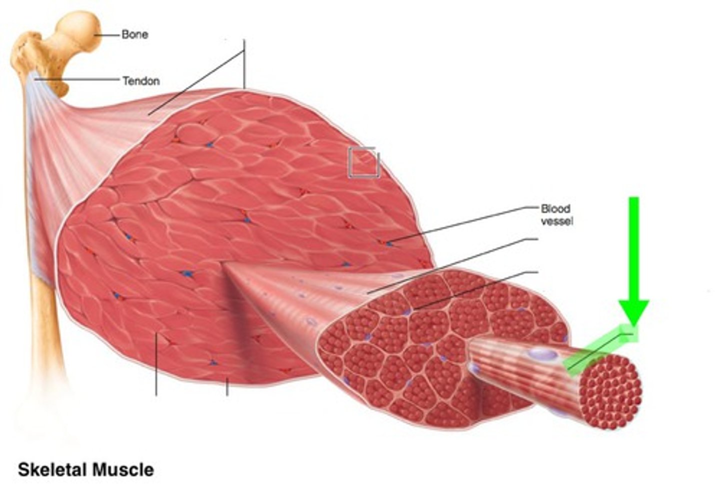 <p>surrounds each muscle fiber</p>