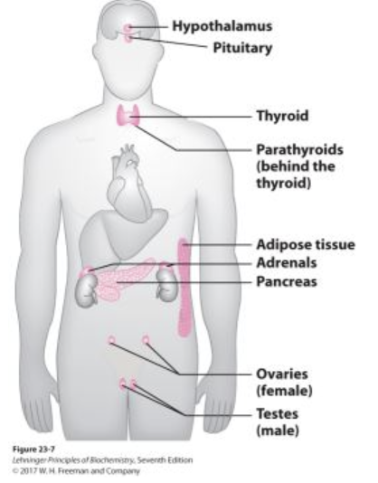 <p>Small molecules secreted by endocrine glands which travel through the bloodstream and bind to specific receptors on or in target cells.</p><p>Ex: Epinephrine, glucagon, insulin</p>