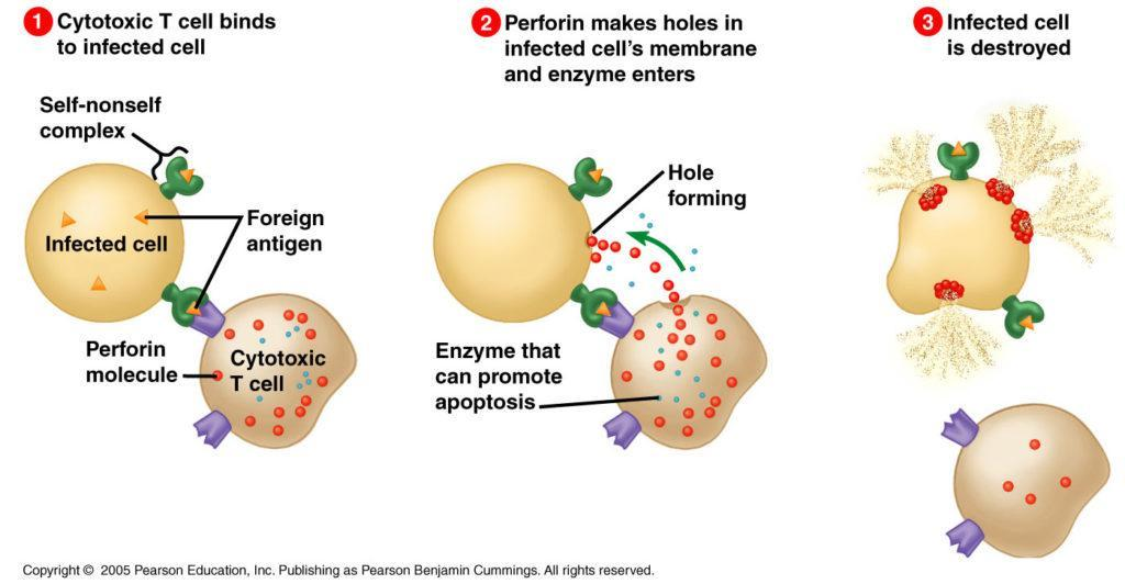 <p><span style="font-family: &quot;New York&quot;"><strong>T- Cells</strong></span></p><p><br></p>