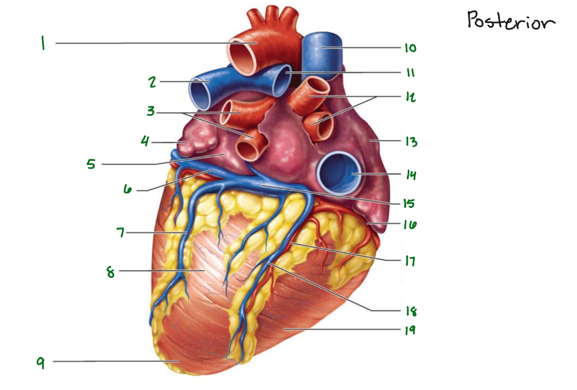 <p>What is 12 pointing to on the posterior side?</p>