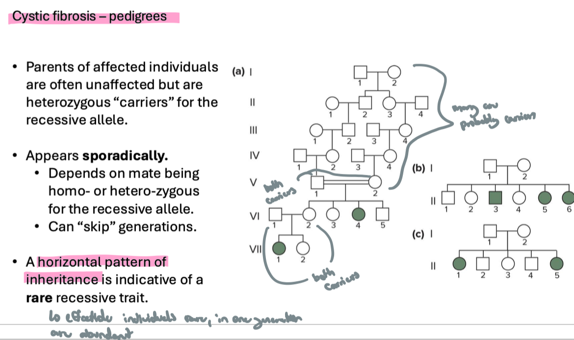 <p>rare recessive trait = infected individuals are rare, but abundant in one generation</p><p></p><p>hence, <strong>horizontal pattern of inheritance</strong></p><ul><li><p>parents are often carriers instead of actually having the disease</p></li></ul><p></p>