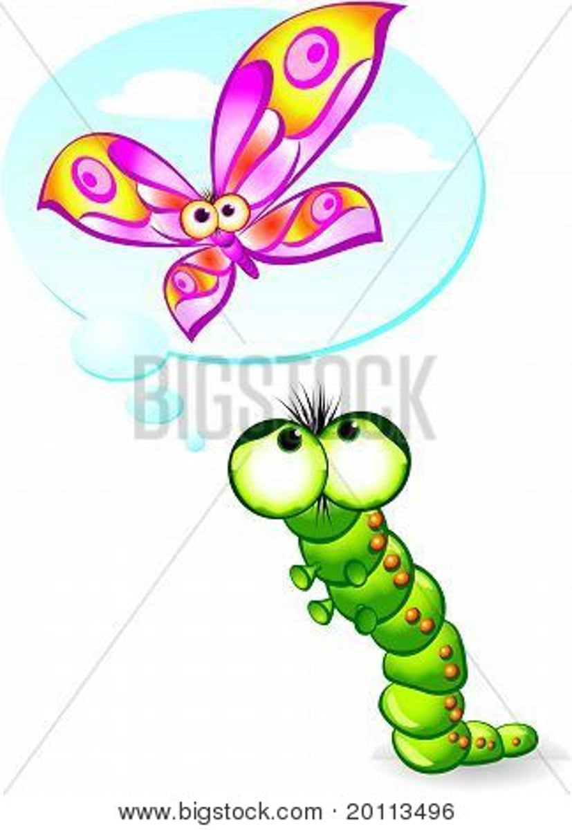 <p>The caterpillar ____________ a butterfly</p>