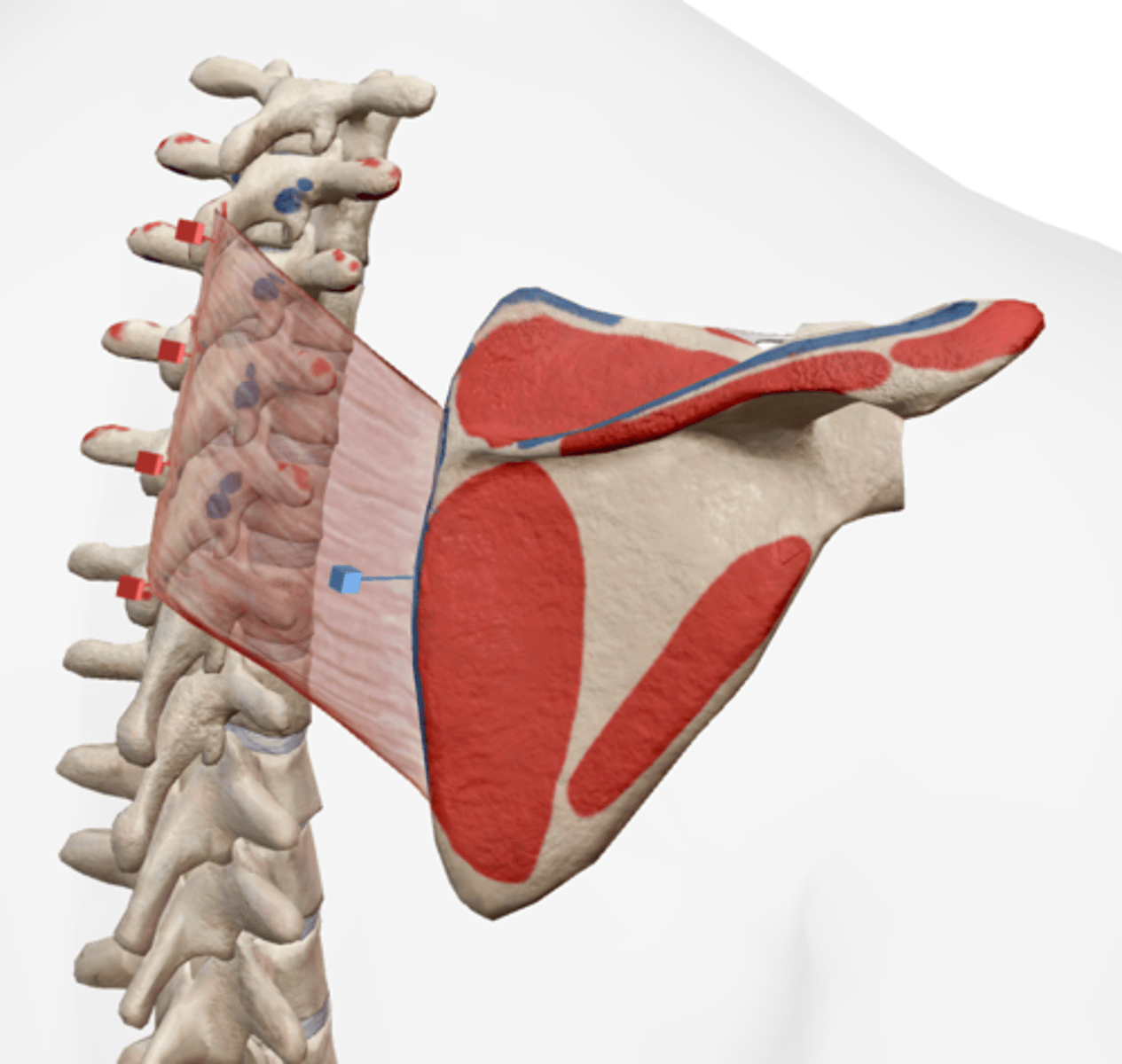 <p>medial border of scapula inferior to spine</p>