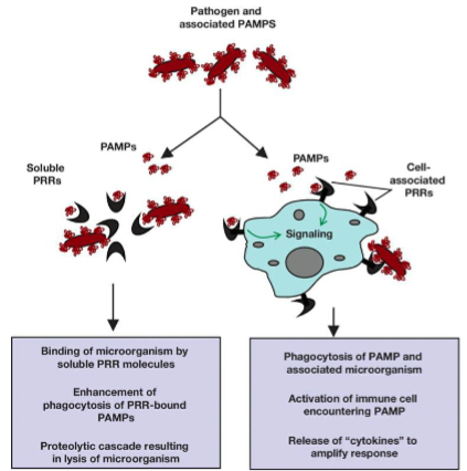 <p>The danger signal activates the macrophage promoting phagocytosis of microorganisms &amp; abnormal cells</p><p>The macrophage begins to secrete cytokines and chemokines.</p><p>Presents antigens to T cells</p>