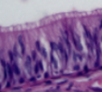 <p>What tissue type does this image depict?</p>