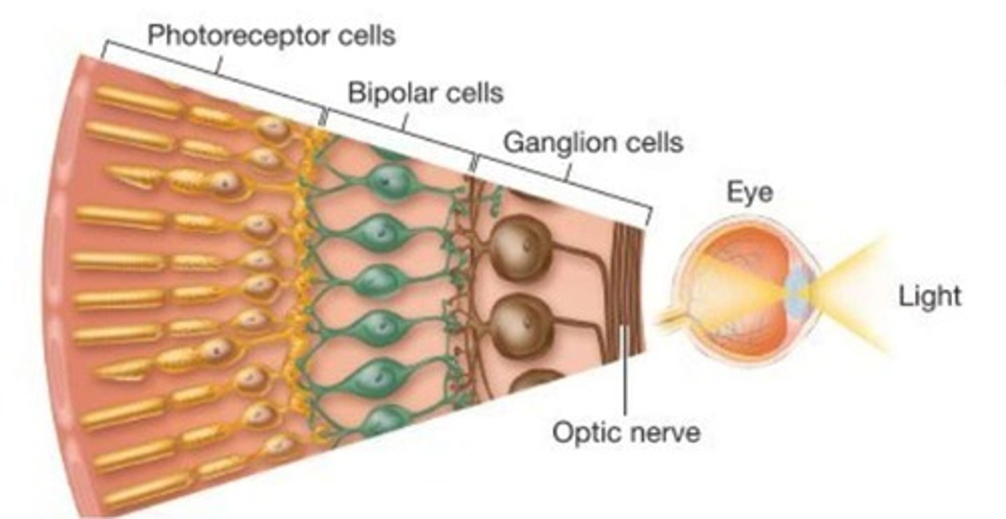 <p>The process by which photoreceptors convert light into electrical signals.</p>