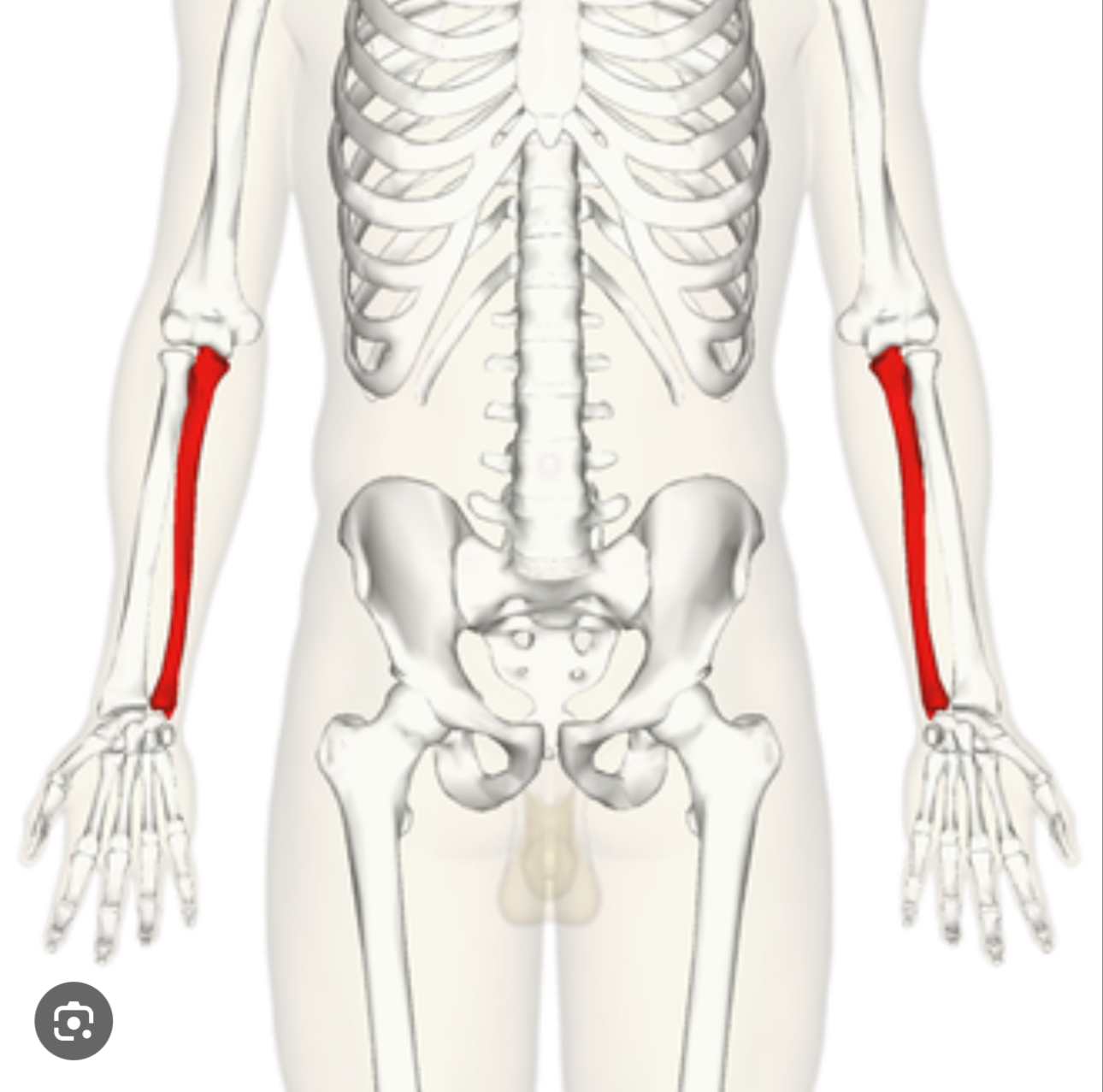 <p>One of the two long bones in the forearm, located on the media side.</p>