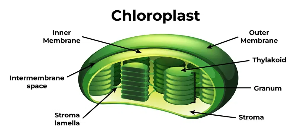 <ul><li><p>contain <strong>chlorophyll</strong></p><ul><li><p>gives plants green color</p></li></ul></li></ul>
