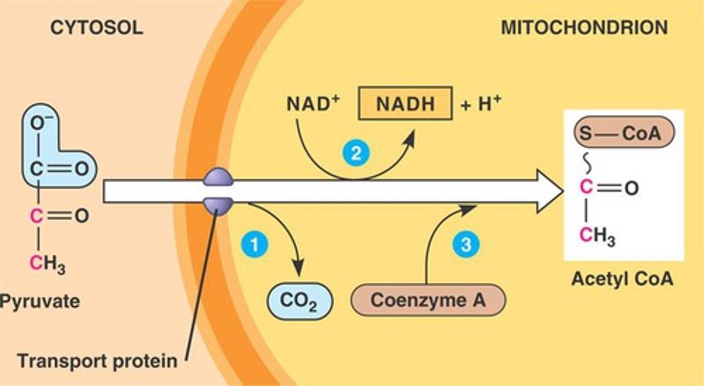 <p>Occurs in the mitochondrial matrix to produce acetyl CoA</p>