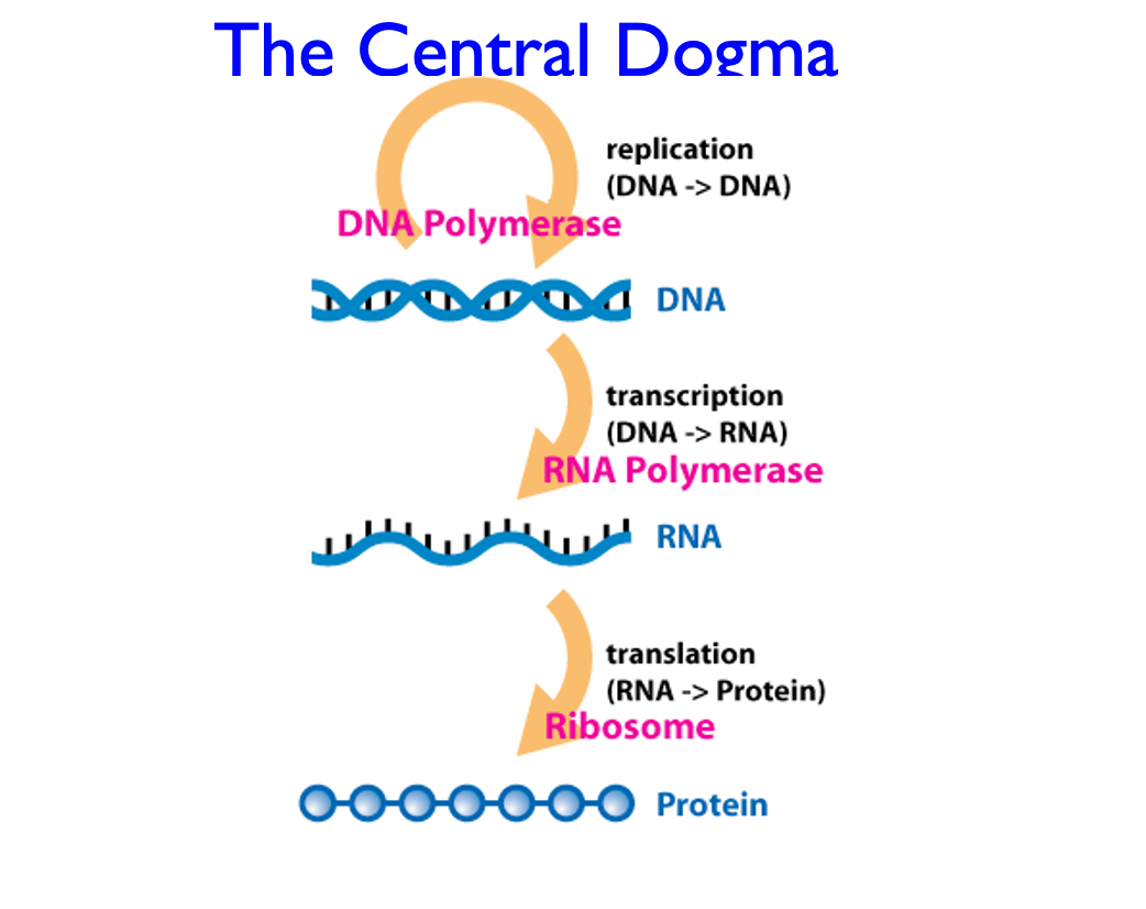 <p>replication - DNA- transcription- RNA- translation- protein</p>