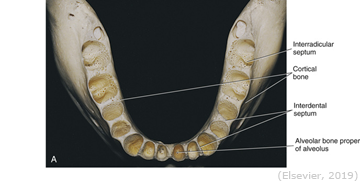 <p>Bone between two roots</p>