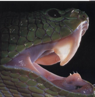 <p>Long foldable fangs with sheath</p>