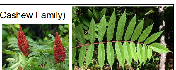 <p>Anacardiaceae</p><p>Rhus glabra</p>