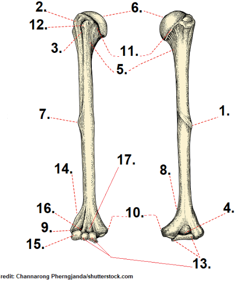 <p><span>What is the name of the part labeled #17?</span></p>