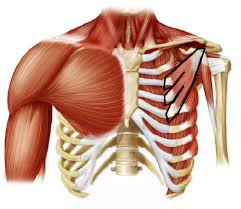 <p>chest; deep</p>