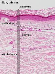 <ul><li><p>epidermis </p></li><li><p>dermis </p></li><li><p>hypodermis </p></li></ul><p></p>