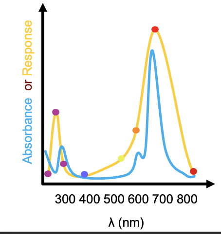 <ul><li><p>measure germination of seedlings exposed to different coloured lights </p></li><li><p>compare this to phytochrome absorbance spectrum</p></li></ul><p></p>