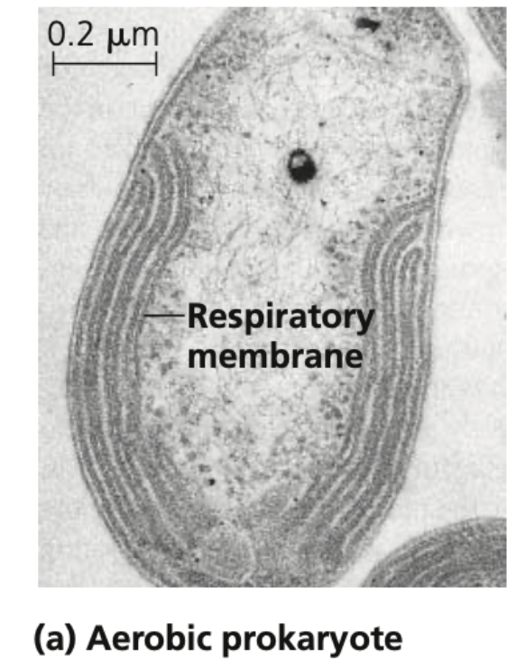 - aerobic prokaryote
- reminiscent of the cristae of mitochondria