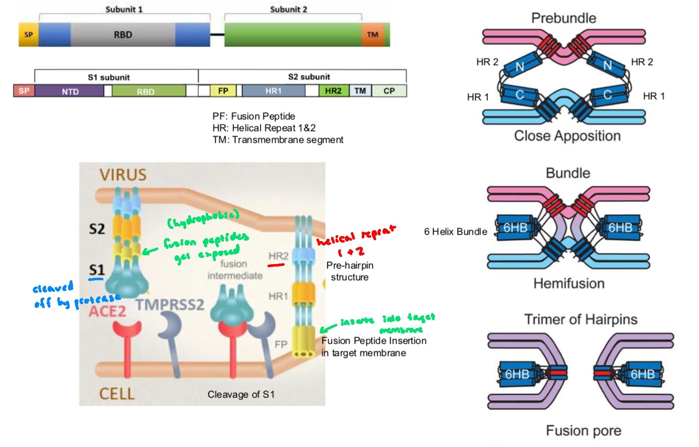 <ul><li><p>mediates viral entry and consists of 2 subunits</p></li><li><p>S1 domain: forms the outer portion of the ectodomain, contains the receptor-binding domain</p><ul><li><p>responsible for recognition and binding to the host cell receptor (Ace-2)</p></li></ul></li><li><p>S2 domain: responsible for fusion, </p><ul><li><p>contains the putative fusion peptide (inserts into the host membrane after activation)</p></li><li><p> and the heptad repeat HR1  and HR2, forming a six-helix bundle that pulls viral and host membranes together</p></li></ul></li><li><p>activation by host protease TMPRSS2 (transmembrane serine protease), cleaves the spike protein at the S1/S2 site, priming the spike protein and exposing the fusion peptide → S2 undergoes conformational change that drives membrane fusion&nbsp;</p></li></ul><p></p>