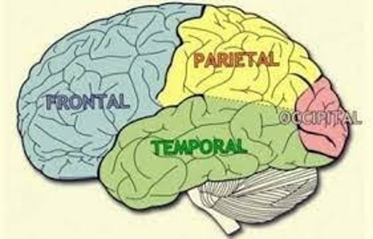 <p>parietal, occipital, frontal, temporal</p>