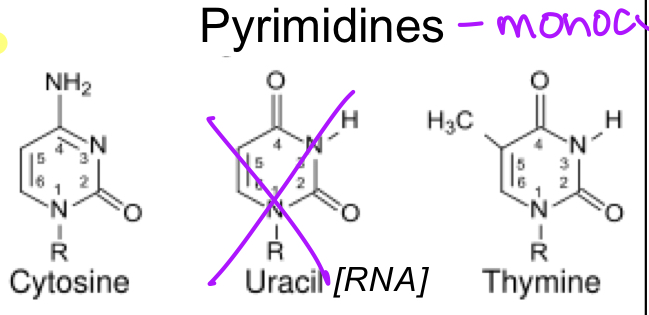 <ul><li><p>monocyclic bases</p></li><li><p>cytosine</p></li><li><p>thymine</p></li><li><p>uracil</p></li></ul><p></p>