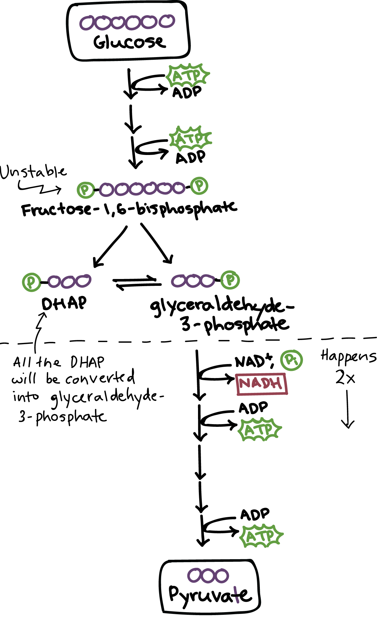 <ul><li><p>Occurs in cytoplasm</p></li><li><p>Energy investment steps</p><ul><li><p>2 ATP are used to convert glucose into molecules of G3P</p></li></ul></li><li><p>Energy harvesting steps</p><ul><li><p>G3P is oxidized, creating NADH and 2ATP</p></li><li><p>Ending molecule is pyruvate</p></li><li><p>Happens 2X (once for each G3P)</p></li></ul></li></ul><p>Inputs: Glucose, 2 NAD+, 2 ATP</p><p>Outputs: 2 Pyruvate, 2 NADH, 2 ATP</p>