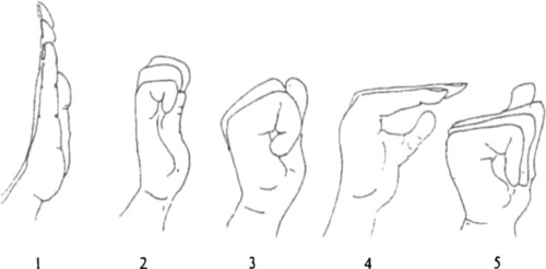 <p>-straight</p><p>-hook</p><p>-fist</p><p>-tabletop</p><p>-straight fist</p>