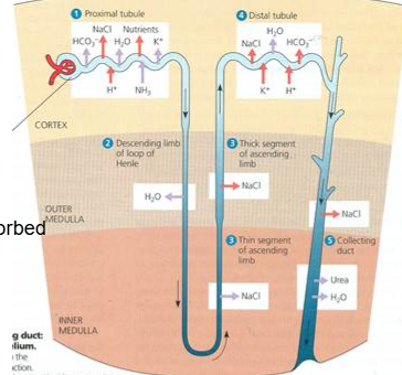<p>- circulation, filtration</p><p>-(bicarbonate, glucose, nutrients)</p><p>-transported</p>