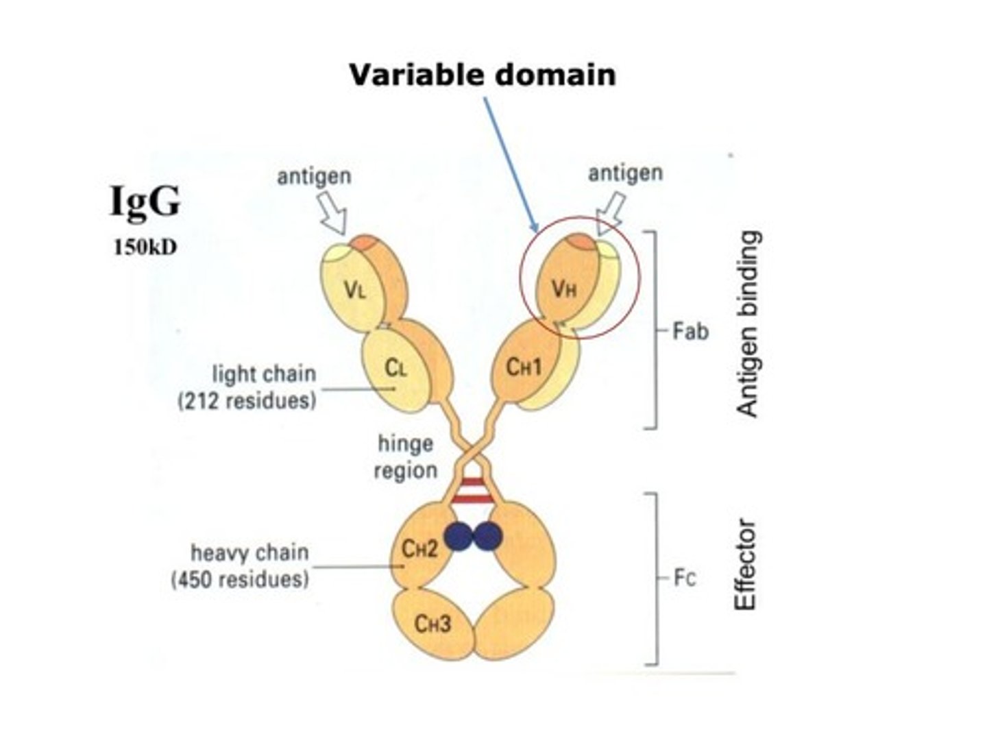 <p>N-terminal region of antibodies containing antigen binding site.</p>