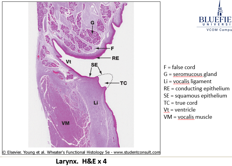 <p>Mostly <strong>pseudostratified epithelium</strong>, but some areas (e.g., true vocal cords) may be <strong>stratified squamous epithelium</strong>.</p>