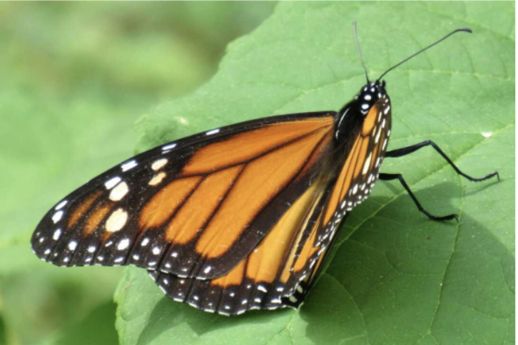 <p>monarch butterfly A</p>