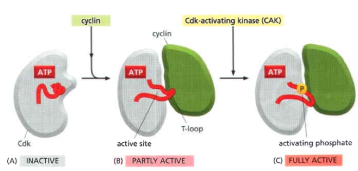 <p>Cyclin binding is necessary but not sufficient PTMs act to fine regulate Active site of Cdk only fully active when phosphorylated by cyclin activating kinase (CAK)</p>