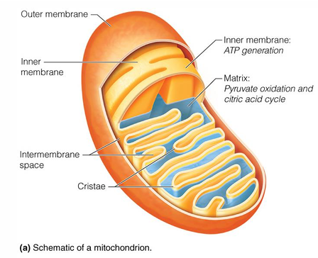 <p>succinate dehydrogenase, which is located in the inner membrane</p><ul><li><p>is part of complex 2 in the ETC </p></li></ul><p></p>