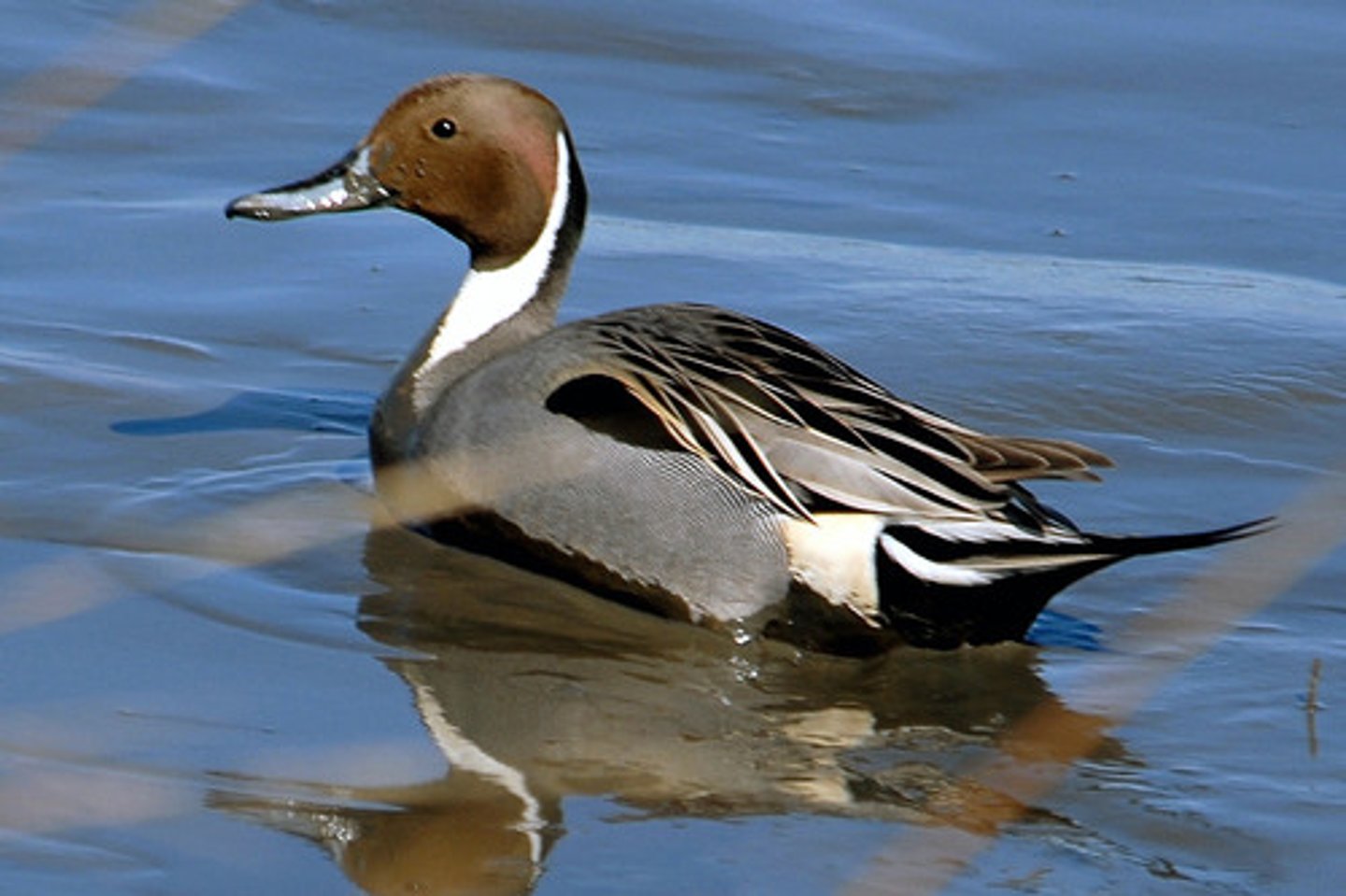 <p>Anseriformes</p>