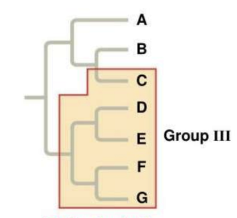 <p>What is Group III?</p>