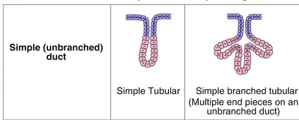 <p>The <strong>duct</strong> is the tube in contact with the epithelial tissue free surface, which transports secreted material.&nbsp;</p><ul><li><p>The duct can be:</p><ul><li><p><strong>Simple— </strong>single, unbranched duct</p></li><li><p><strong>Compound—</strong> branched duct</p></li></ul></li></ul><p></p>