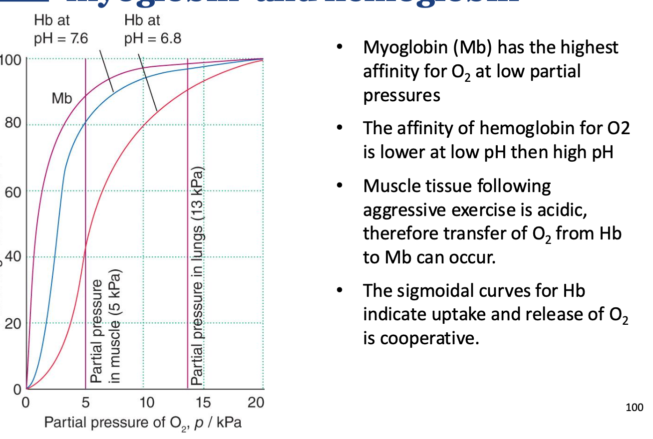 <p>As p[O2] decreases, there is steep decrease in the graph of Hb, this is because more O2 is being released to the muscle to oxygenate the muscle.<br><br>As pH decreases in the blood, Hb on graph decreases, because as a muscle is active, producing lactic acid, decreasing pH, releasing O2 into the muscles, for binding via myoglobin.</p>