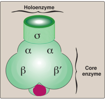 <p>Label this section of prokaryotic RNA polymerase.</p>