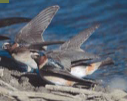 <p><span><span>Petrochelidon pyrrhonota</span></span></p>