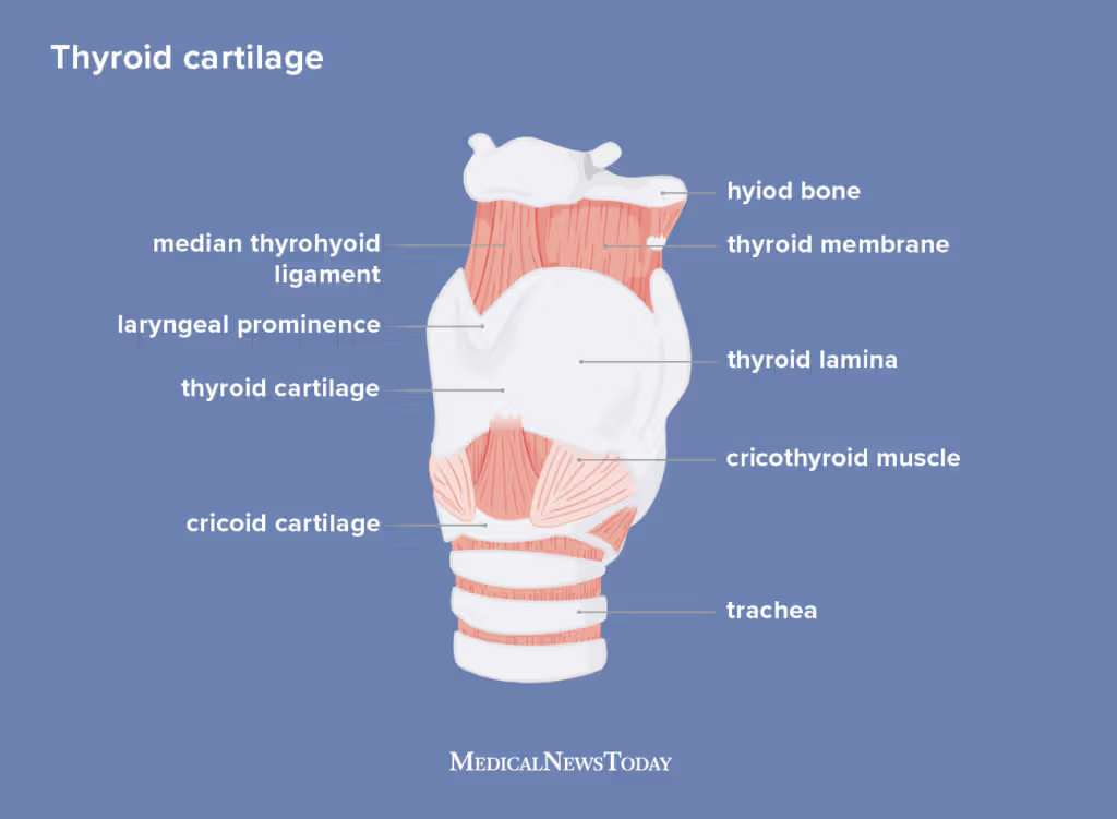 <ol><li><p><strong>lamina dextra et sinistra </strong>(forms the cartilage, ventrally fused)</p></li><li><p><strong>prominentia laryngea </strong>(adams apple - more in man)</p></li><li><p><strong>cornu rostrale et caudale </strong>(dorsal ends of rostral + caudal border of lamina, rostral horns serves for articulation with thyrohyoideum and caudal horn with the lamina cartilaginis cricoiceae)</p></li><li><p><strong>fissura thyroidea</strong> (separates on both sides cornu rostrale from rostral border of lamina)</p></li><li><p><strong>incisura thyroidea caudalis</strong> (on caudal border of laminae)</p></li><li><p><strong>incisura thyroidea cranialis</strong> (on caudal border of laminae fusion, deep in eq, serves for access of the cavity)</p></li><li><p><strong>linea obliqua</strong> (serving for muscular attachment, on lateral surface of laminae)</p></li></ol><p>cornu rostrale, fissura thyroidea + incisura thyroidea = absent in su.</p>