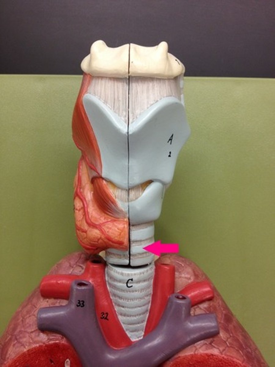 <p>Identify the passageway.</p>