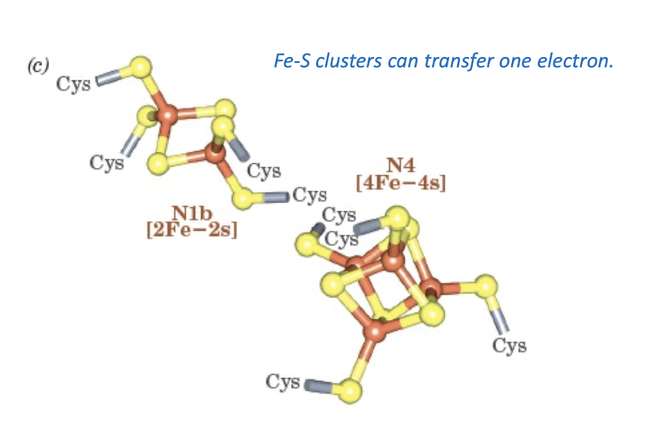 <p>Fe-S clusters can transfer one electron</p>