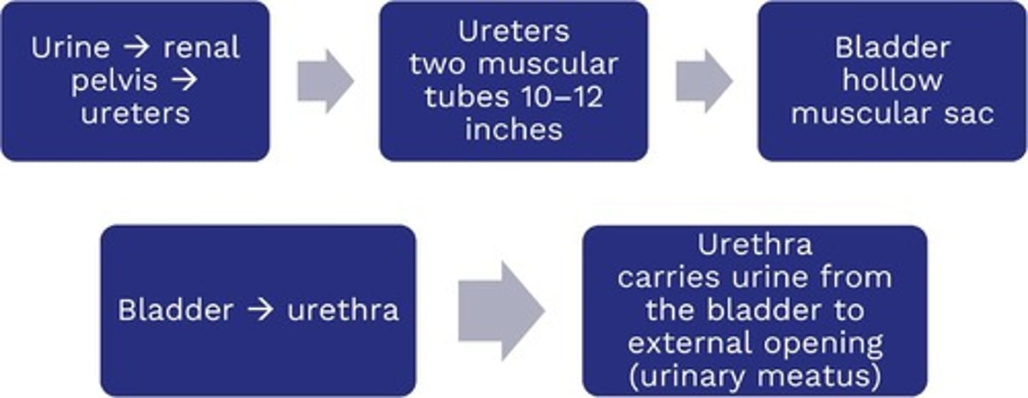 <p>Transport urine from the kidneys to the bladder</p>