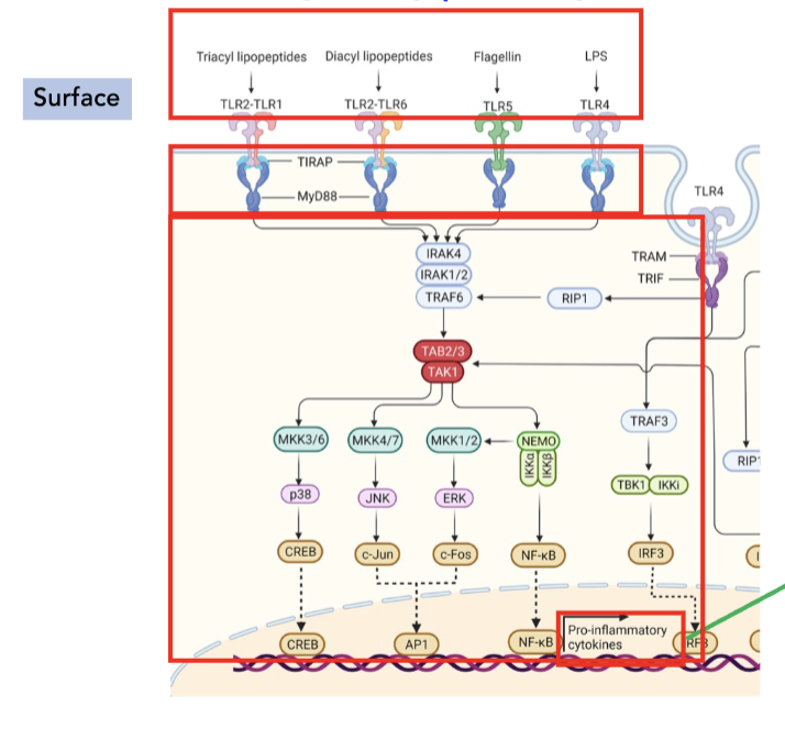<p><strong>TLR signaling pathway in innate immune cells</strong></p><ul><li><p>______ signals send cascades to activate pro-inflammatory cytokines</p><ul><li><p>IL-6, IL-1β, TNF-⍺</p></li></ul></li></ul><p></p>