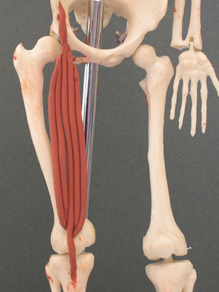 <p>extends knee, flexes hip</p>